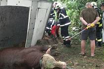 Nehoda kamionu převážejícího býky u Horního Žďáru.