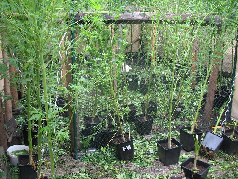Policisté zajistili v Třeboni 182 rostlin konopí, které pěstovali u domu tři bratři. 