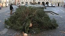  Nápor vichřice nevydržel vánoční strom na náměstí ve Slavonicích. Při pádu naštěstí nikoho nezranil. 