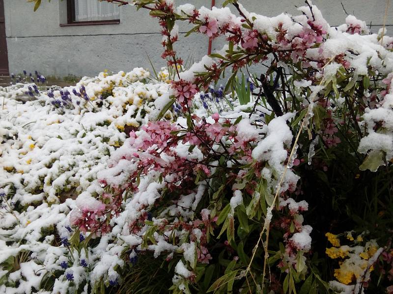 V Jindřichově Hradci 28. dubna nasněžilo.