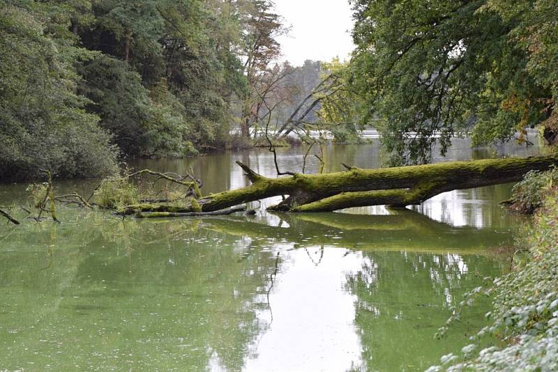 Staré duby hlídají rybníku u Chlumu u Třeboně