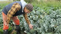 Petr Mastný z Doňova na Jindřichohradecku koncem srpna sklízí na farmě například rajčata, papriky, lilek, kapustu, brokolici a další zeleninu.