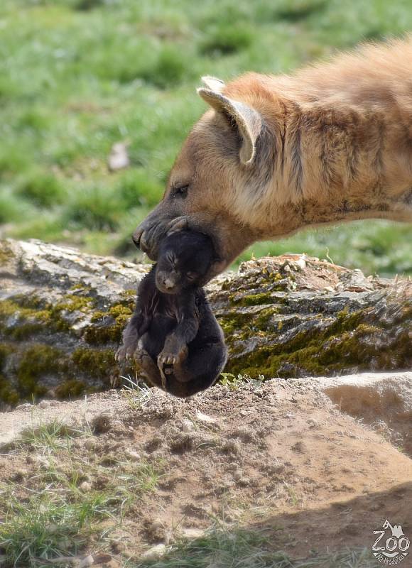 Zoo Na Hrádečku nyní překvapí nejen novými přírůstky.