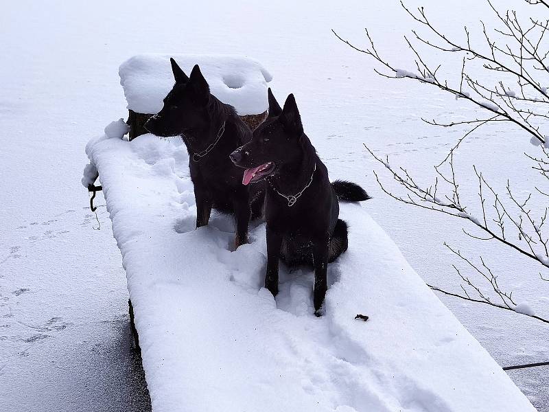 Sněhovou nadílku si užívají nejenom děti, ale i psi. Toulky okolo Jindřichova Hradce se čtyřnohými kamarády.