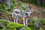 Vlky je možné pozorovat v šumavském výběhu v Srní. Součástí je i naučná stezka o délce zhruba 2,5 kilometrů.