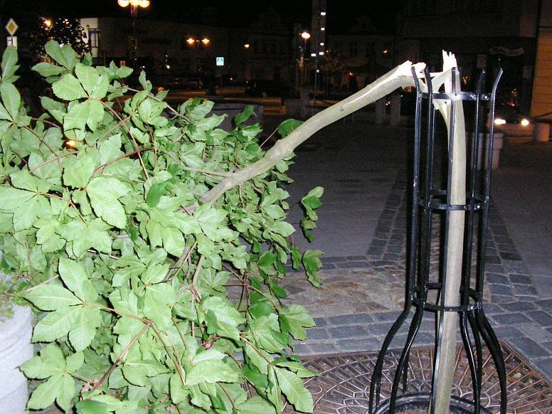 Pohled na mladý jírovec na jindřichohradeckém Masarykově náměstí, který zničil vandal. 