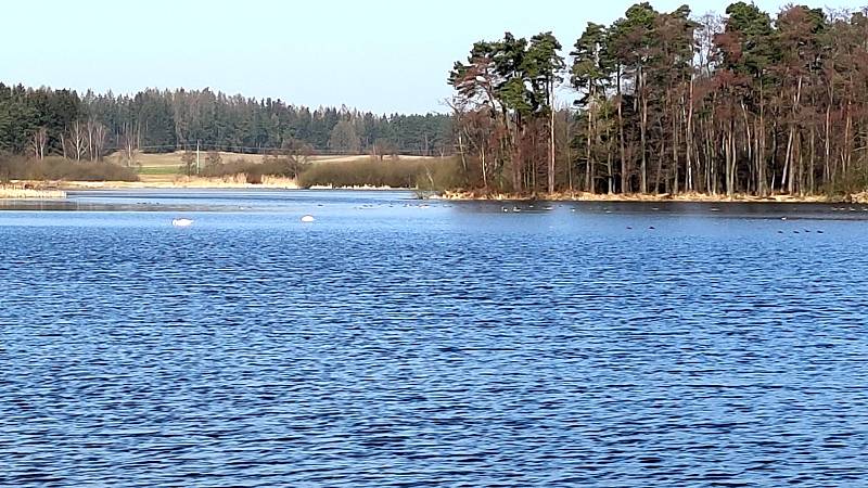Slunečné dny "postrčily" směrem k jaru přírodu i v chráněném území přírodní památky Matenský rybník u Jindřichova Hradce.