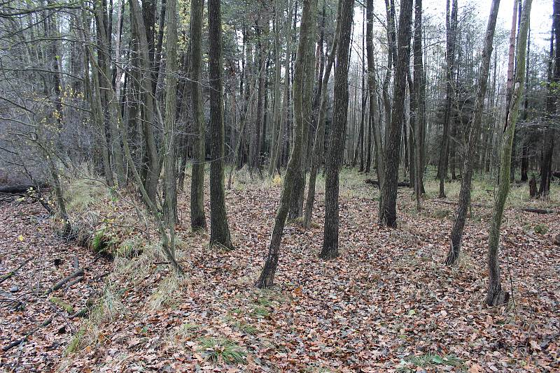 Romantickou krajinu tvoří Nadějská  rybniční soustava u obce Klec na Lomnicku.