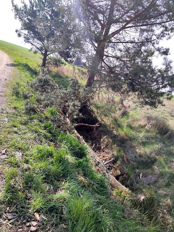 Pohled na místo tragické nehody na spojce z Jarošova na Dolní Radouň u Hánovského rybníka. V podvečer 3. května řidička s autem narazila do jedné z borovic, vůz se převrátil na střechu a žena zraněním podlehla.