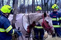 Kůň nedokázal vstát sám ani s podporou hasičských jednotek, pomohla až technika.