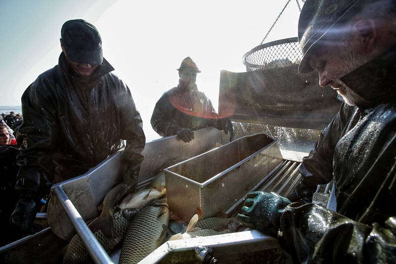 Rybáři sklízí úrodu kaprů rybníka Rožmberk.