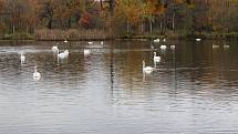 Romantickou krajinu tvoří Nadějská  rybniční soustava u obce Klec na Lomnicku.