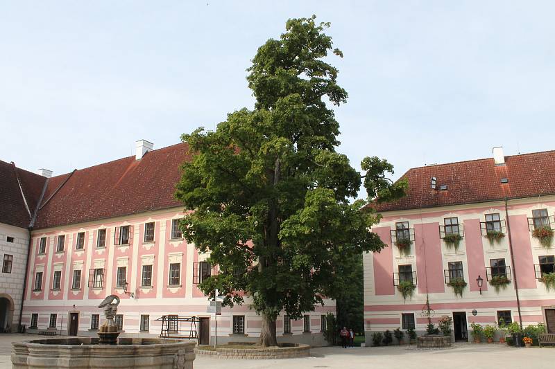 Léto je pryč. Na stromech se již objevuje barevné listí a dopoledne jsou vidět v parcích pavučiny. Příchod babího léta zažijete i například v třeboňském zámeckém parku.