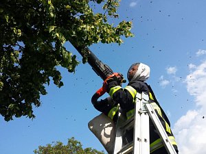 BODAVÝ HMYZ. Dobrovolní hasiči z Jindřichova Hradce mají vybavení pro likvidaci nebezpečného hmyzu. Na včelí roje používají speciální vysavače. Snímek je ze zásahu v Kačlehách.