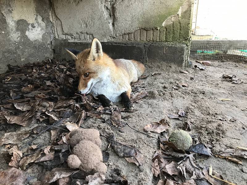 Lišák Áron si vás v Třeboňské záchranné stanici prohlédne pěkně zblízka.