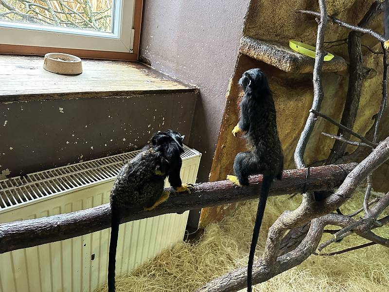 Návštěvníci zoo mohou vidět první letošní mláďata.