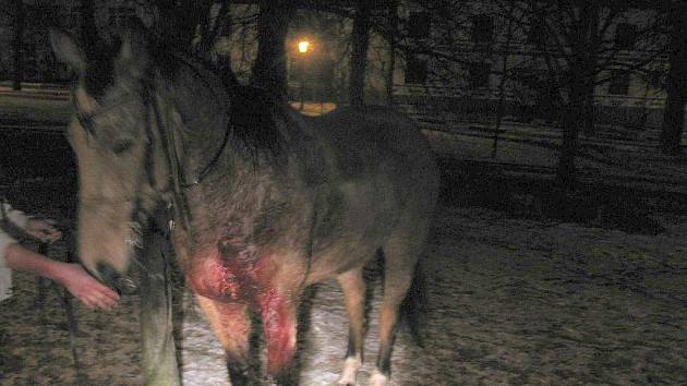 Jezdec na koni nedal na křižovatce u kovárny v J. Hradci na stopce přednost  autu. Jezdec se zraněným koněm z místa ujel. 