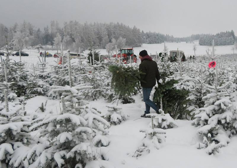 Rodinná plantáž s vánočními stromky několika druhů je otevřená od soboty 11. prosince denně. Zájemci si zde u Smetanových mohou vybrat vždy od 9 do 12 a od 13 do 16 hodin.