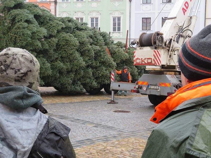 Jedli ojíněnou asi čtyřicet let starou věnovali městu Jindřichův Hradec soukromí majitelé z Mnichu u Kardašovy Řečice. Bylo to dědovo přání.