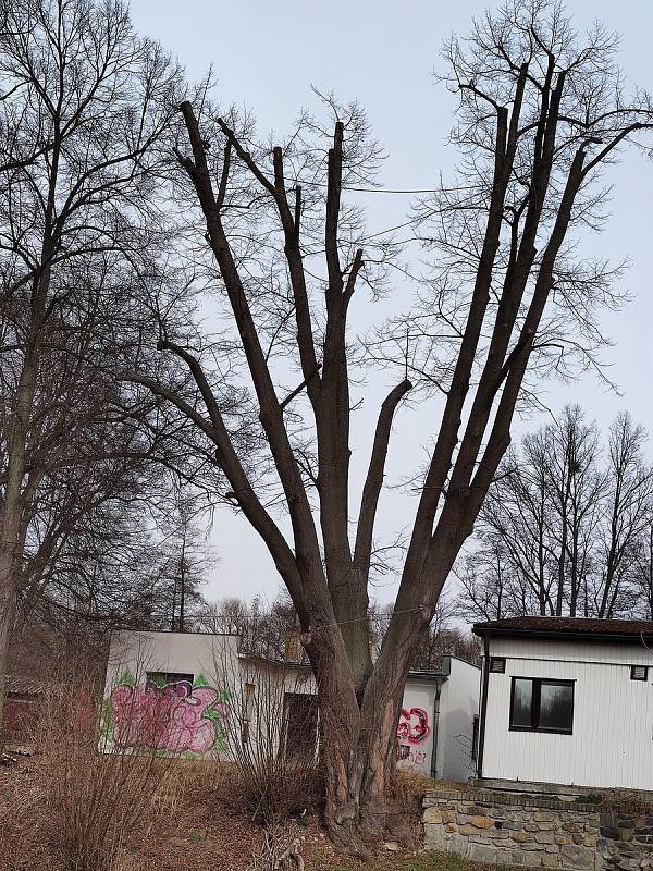 Památná lípa u nádraží v Jindřichově Hradci 15. března 2022.