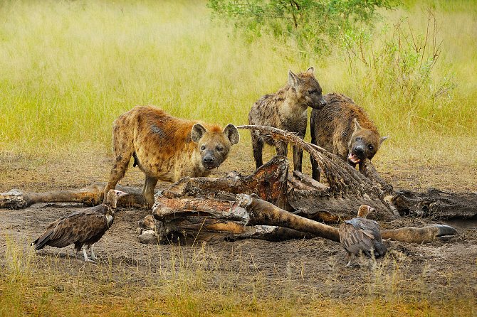 V muzeu fotografie chystají výstavu Afrika - památky, zvířata, lidé.