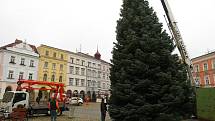 Jedli ojíněnou asi čtyřicet let starou věnovali městu Jindřichův Hradec soukromí majitelé z Mnichu u Kardašovy Řečice. Bylo to dědovo přání.