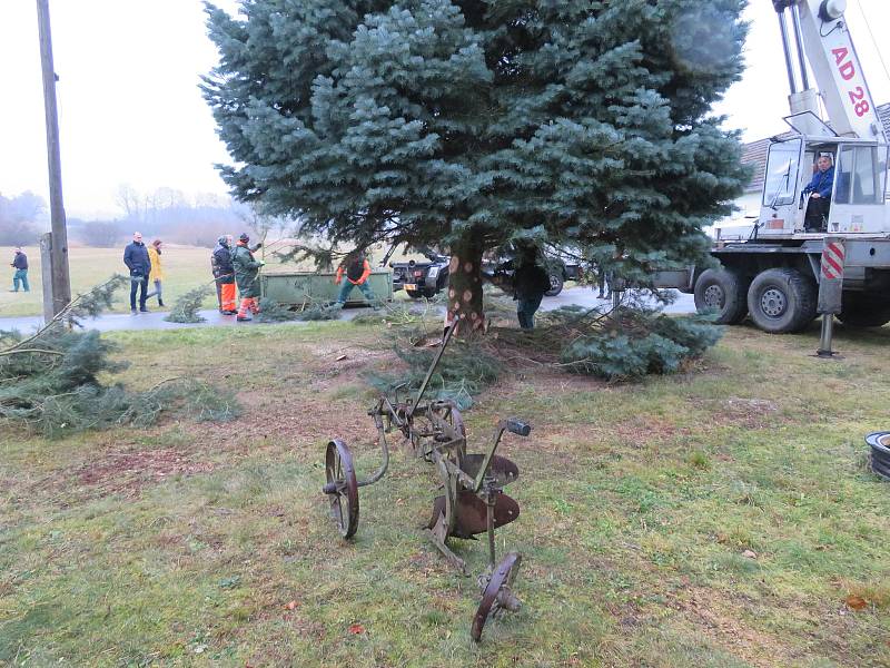 Dvanáctimetrová jedle ojíněná putovala v pondělí 22. listopadu z Mnichu u Kardašovy Řečice do centra Jindřichova Hradce. Ozdobí ji dvoukilometrový světelný řetěz.