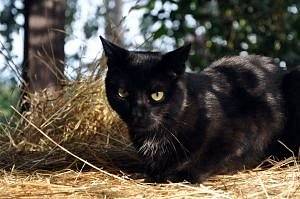Černá kočka přes cestu. Ilustrační foto.
