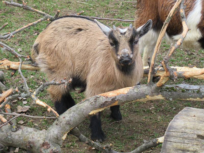 Velikonoce v Zoo Na Hrádečku.