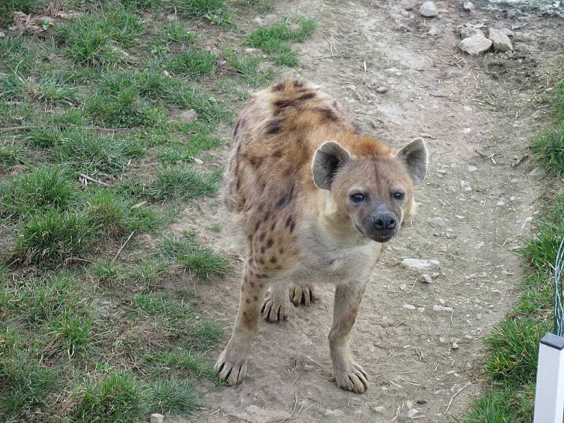 Velikonoce v Zoo Na Hrádečku.