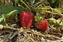 První letošní příležitosti nasbírat si čerstvé jahody na plantáži v Dolní Pěně využily stovky lidí