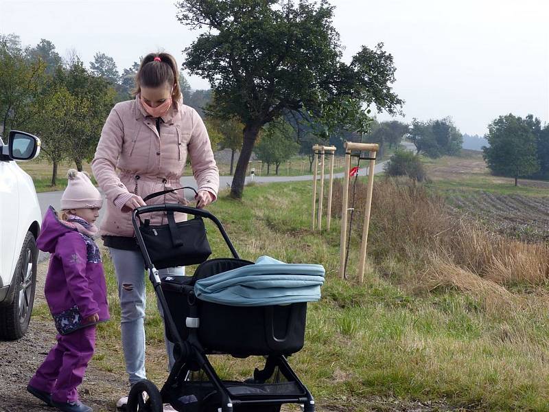 Již zasazené stromky podél silnice z Pelhřimova směrem na Řemenov si tentokrát přišli rodiče pouze vybrat. Foto: Petr Přibyl