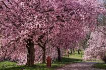 Kouzlo rozkvetlé přírody na jaře