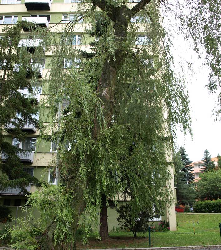 V Pelhřimově na Pražské ulici spadly vzrostlé vrby na tři zaparkovaná auta. Hasiči stromy rozřezali a vozidla vyprostili. Jen díky velkému štěstí nedošlo k tragédii. 