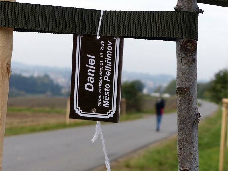 Již zasazené stromky podél silnice z Pelhřimova směrem na Řemenov si tentokrát přišli rodiče pouze vybrat. Foto: Petr Přibyl