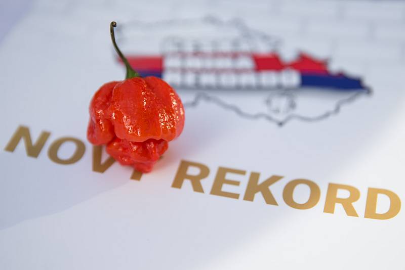Do České knihy rekordů byl 19. listopadu 2020 zapsán Radim Řehůřek s rekordem, ve kterém za deset minut snědl 13 papriček Trinidad Moruga Scorpion Red, které se řadí k nejpálivějším na světě.