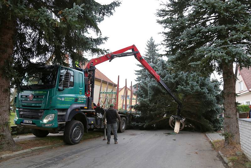 Kácení vánočního stromu a jeho následné umístění na Masarykově náměstí v Pelhřimově.