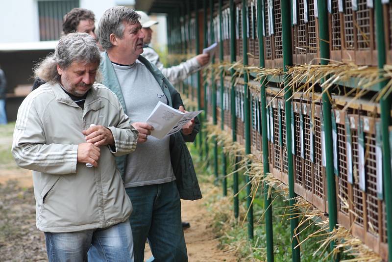 PESTRÁ NABÍDKA. Okresní výstava králíků, drůbeže a holubů v Pelhřimově. 