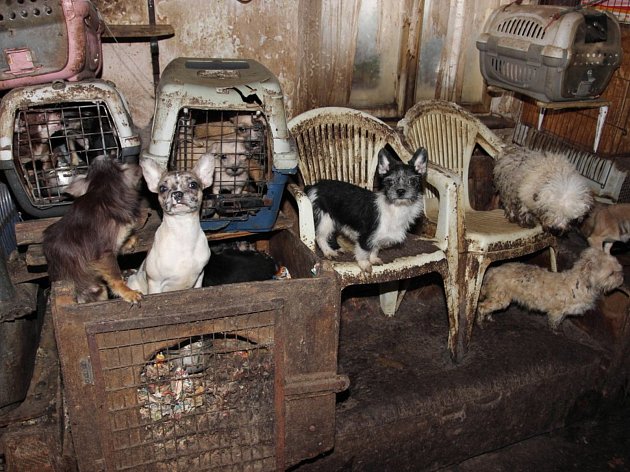 Za týrání psů hrozí manželům z Kamenice nad Lipou až pět let za mřížemi