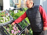Široký sortiment balkonových květin, letniček či bylinek je k vidění  na tržnici v Pelhřimově. 