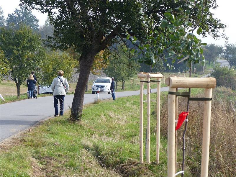 Již zasazené stromky podél silnice z Pelhřimova směrem na Řemenov si tentokrát přišli rodiče pouze vybrat. Foto: Petr Přibyl