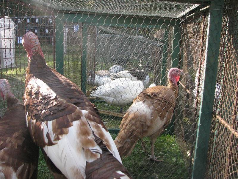 Výstava drobného zvířectva, ovcí, koz, koček a hadů v Pelhřimově