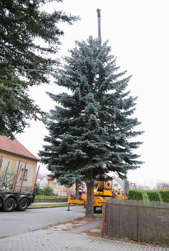 Kácení vánočního stromu a jeho následné umístění na Masarykově náměstí v Pelhřimově.