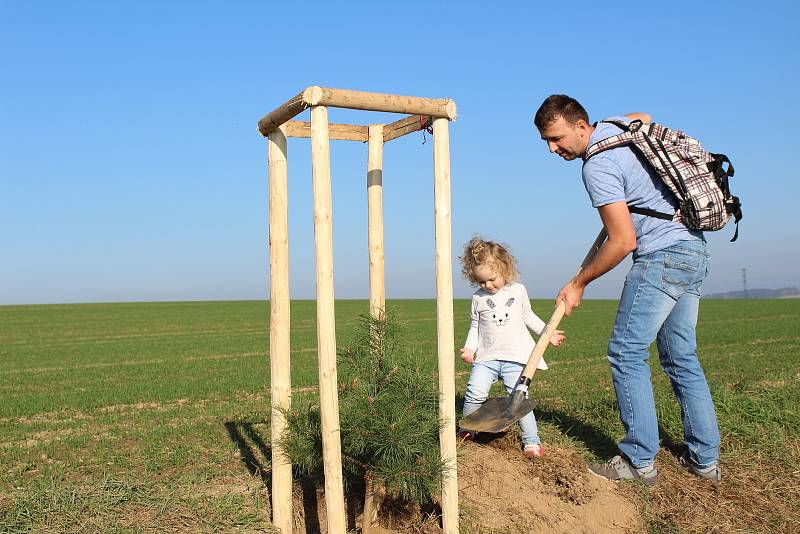 Za Pelhřimovem vznikla nová alej.