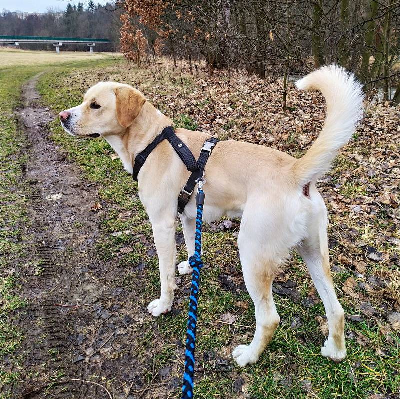 V pelhřimovském azylu Dej pac čeká Barney na novou rodinu.