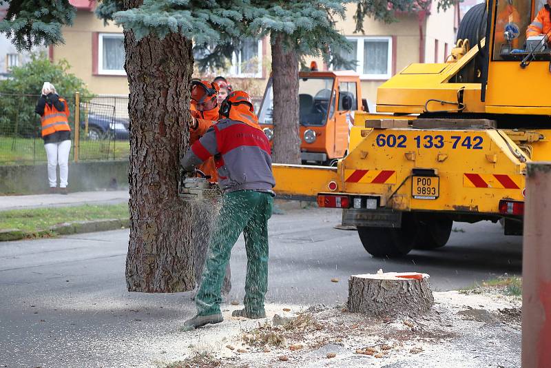 Kácení vánočního stromu a jeho následné umístění na Masarykově náměstí v Pelhřimově.