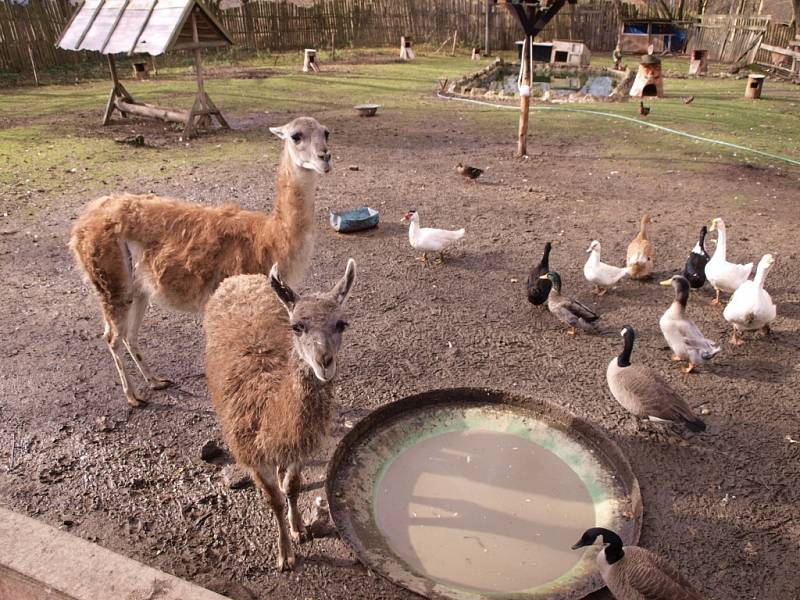 Starší fotografie ze zookoutku v Kletečné.