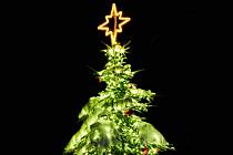 Želiv. Vítězný vánoční strom Kraje Vysočina, který postupuje do finále ankety Deníku o nejkrásnější vánoční strom.