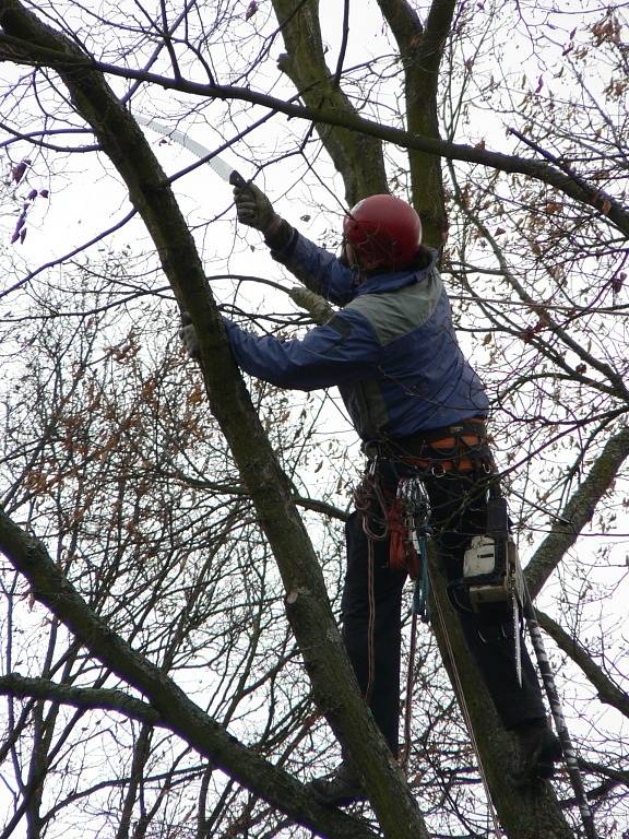 V úterý padl k zemi například strom u hřbitovní zdi v lokalitě u obřadní síně. 