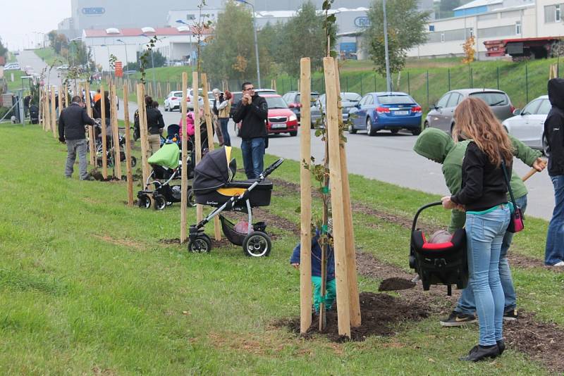 Pětapadesát nových vysázených stromků od středy zdobí ulici K Silu v pelhřimovské průmyslové zóně. 